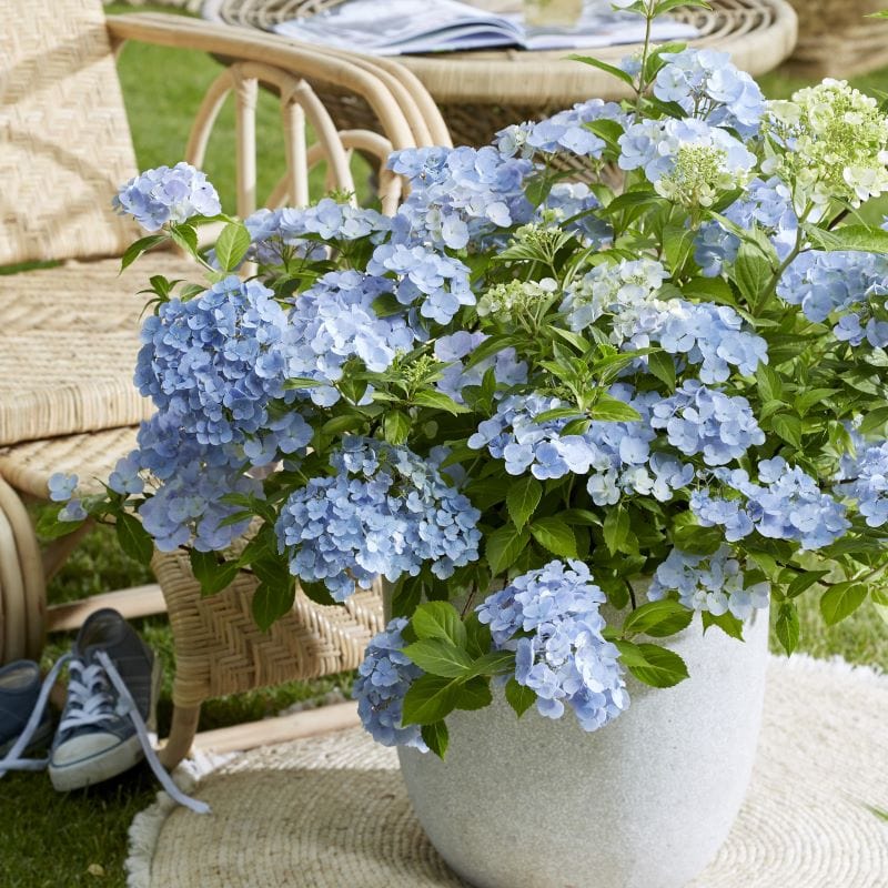 1 x 1 Litre Potted Plant Hydrangea macrophylla French Bolero Blue Shrub Plants