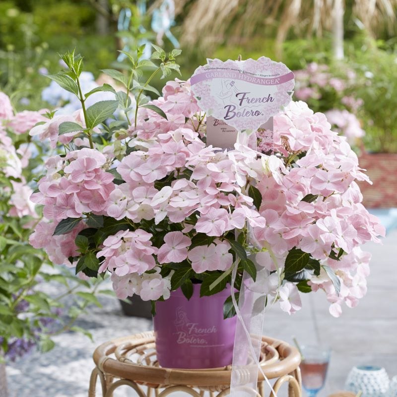 1 x 1 Litre Potted Plant Hydrangea macrophylla French Bolero Pink Shrub Plants