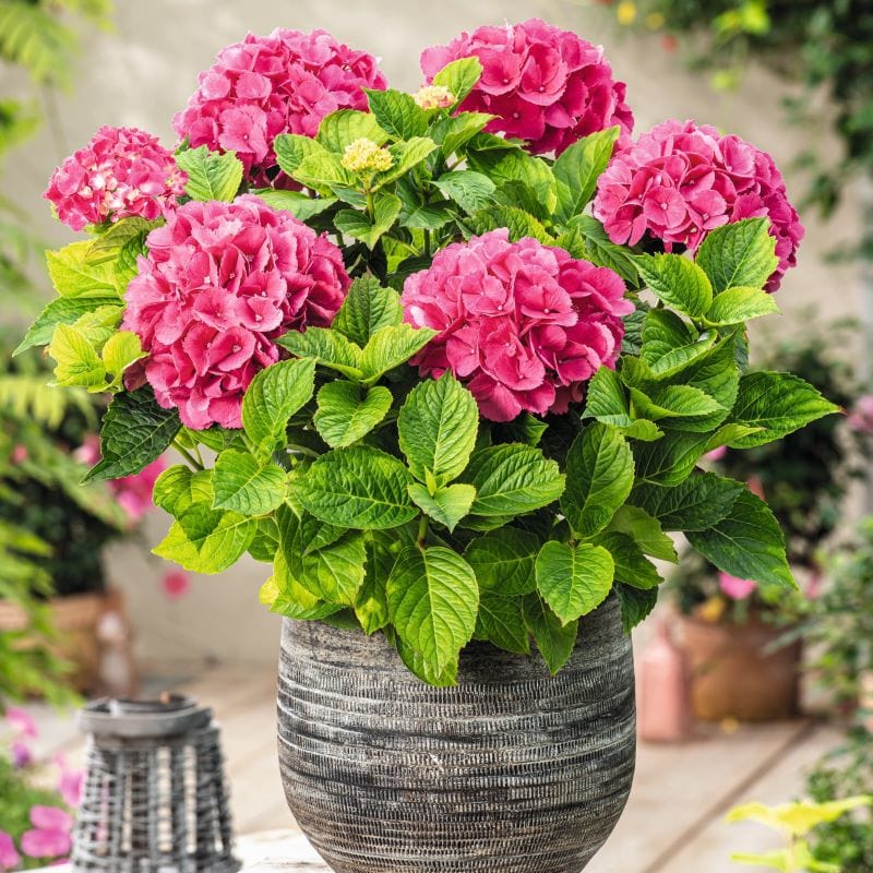 3 x 9cm Potted Plant Hydrangea macrophylla Hot Red Shrub Plants