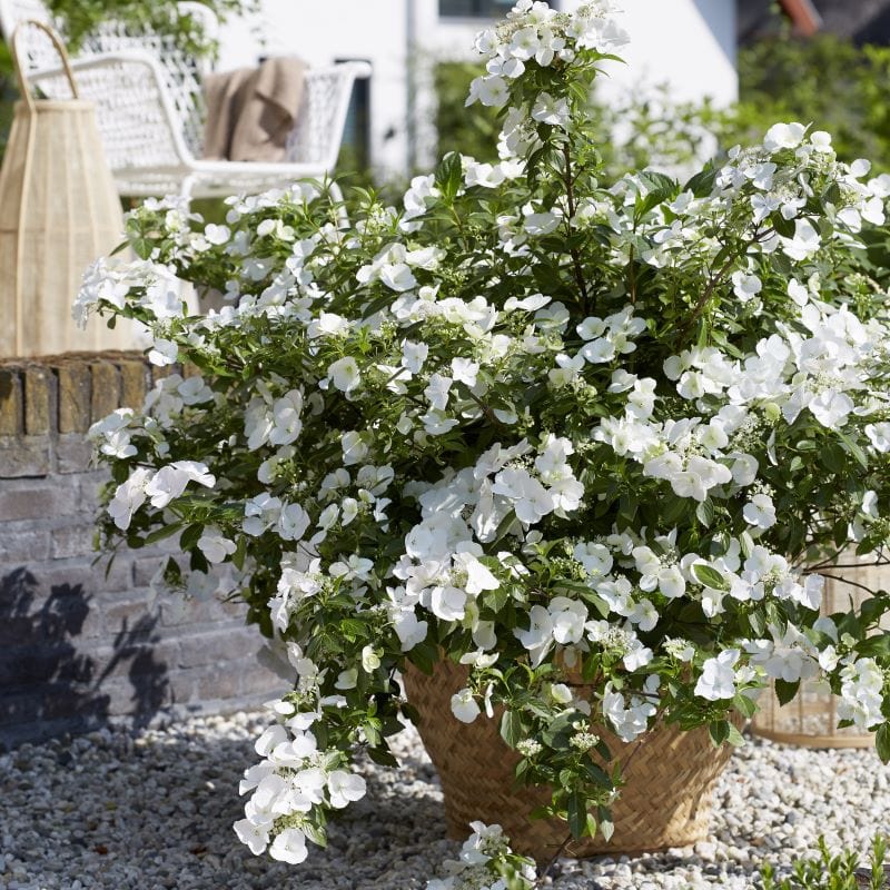 Hydrangea macrophylla Runaway Bride Shrub Plants