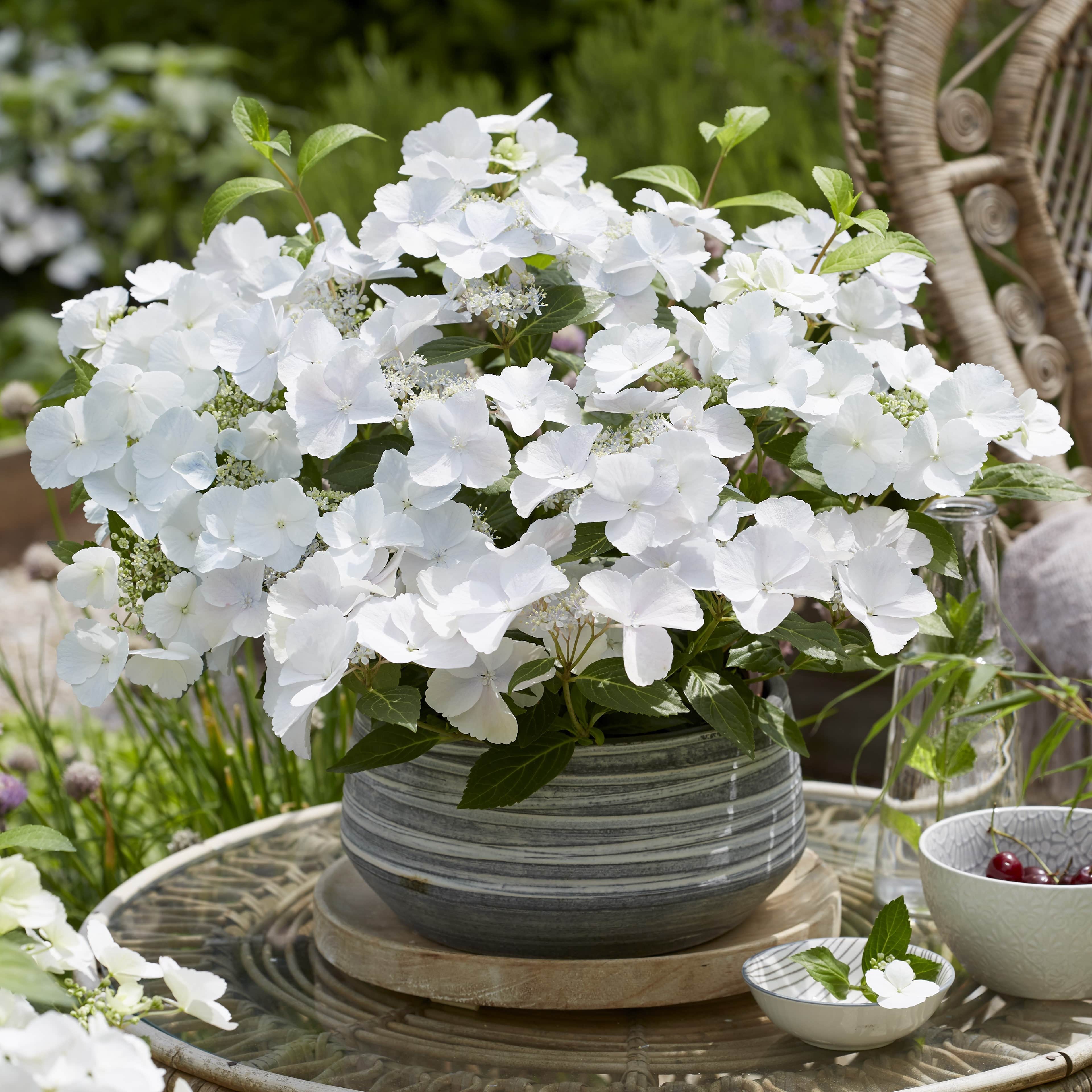 Hydrangea macrophylla Runaway Bride Shrub Plants