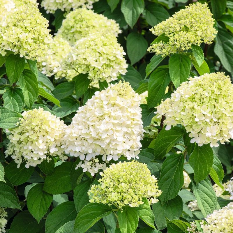 1 x 9cm Potted Plant Hydrangea paniculata Limelight Shrub Plants