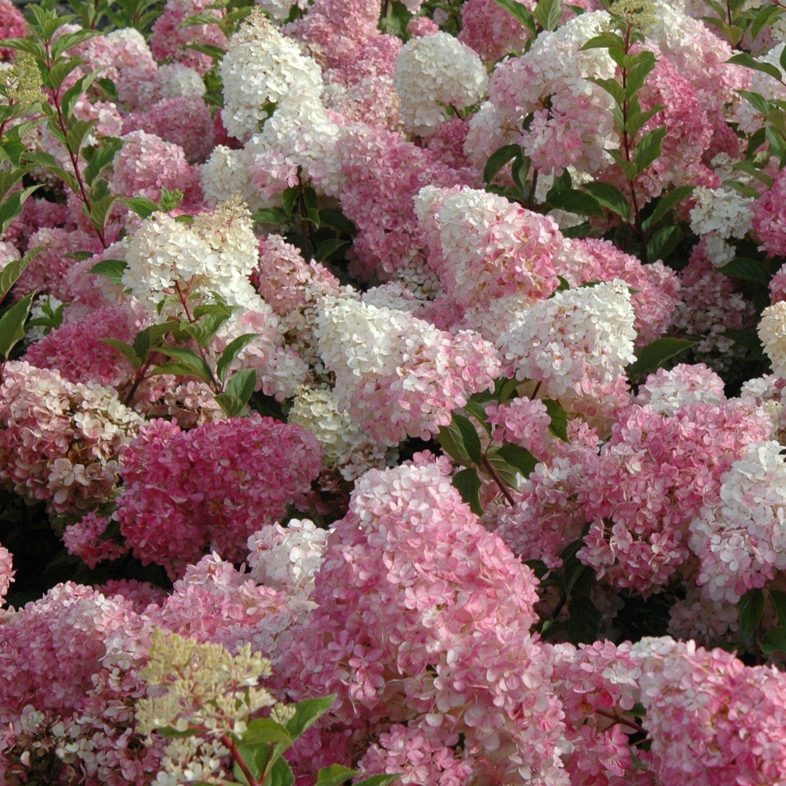 3 x 9cm Potted Plant Hydrangea paniculata Vanille Fraise Shrub Plants