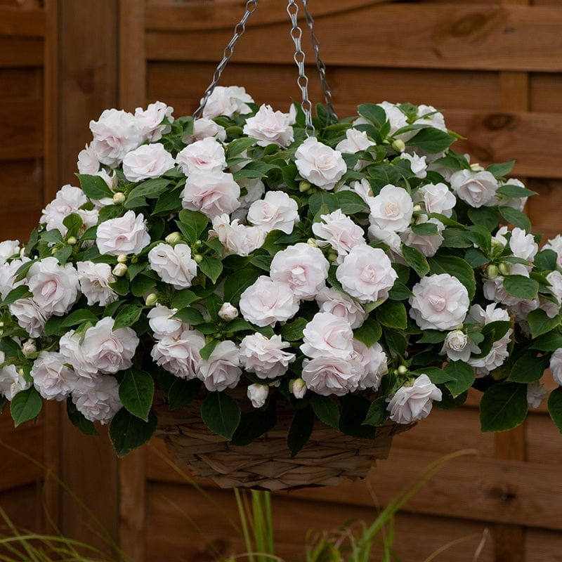 Impatiens Glimmer Flower Plant Collection