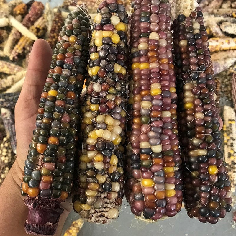 Sweet Corn (Indian Corn) Fiesta