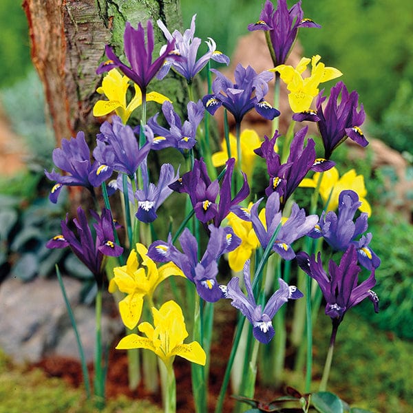 Dwarf Iris Mixed Bulbs