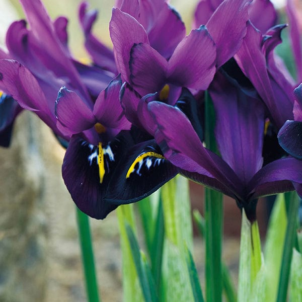 Iris reticulata George Bulbs