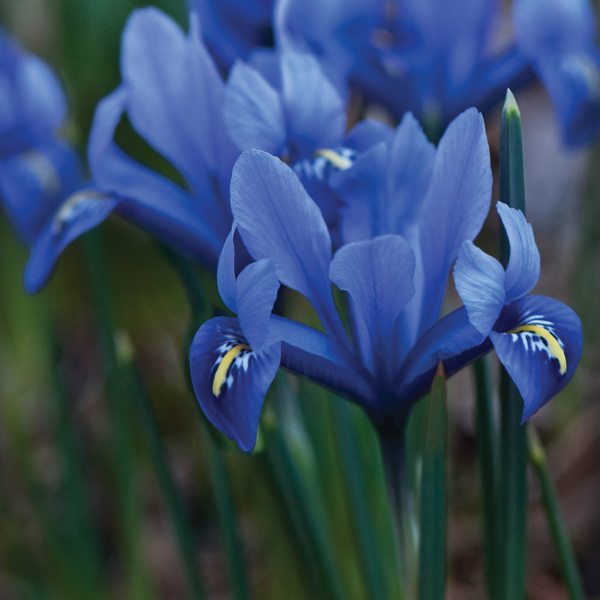 IRIS Reticulata 80 bulb Collection