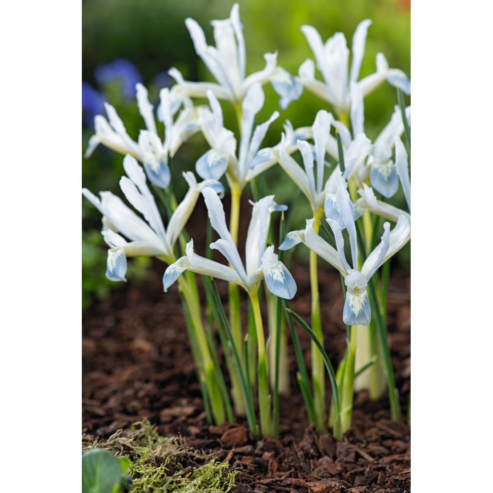 IRIS Reticulata 80 bulb Collection
