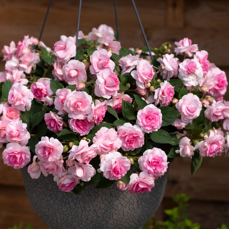 Impatiens Glimmer Pink Young Plants