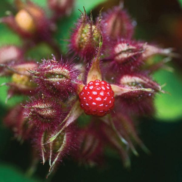 Japanese Wineberry Fruit Plant
