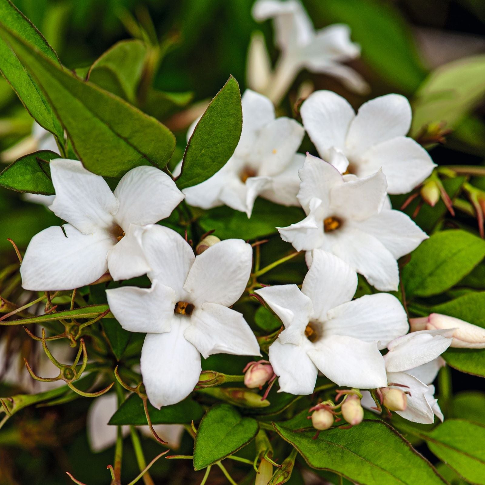 Jasminum officinale (Common Jasmine) Plants