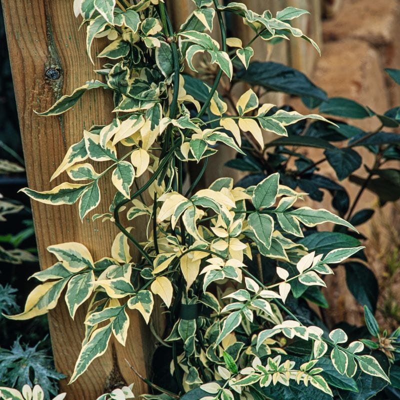 3 x 9cm Potted Plant Jasminum officinale Argenteovariegatum (Variegated Common Jasmine) Plants