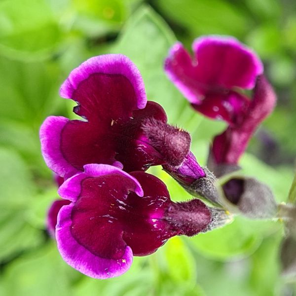 Salvia Blackberry Ripple Potted Plant | Fothergill’s Easy-to-Grow Hardy ...