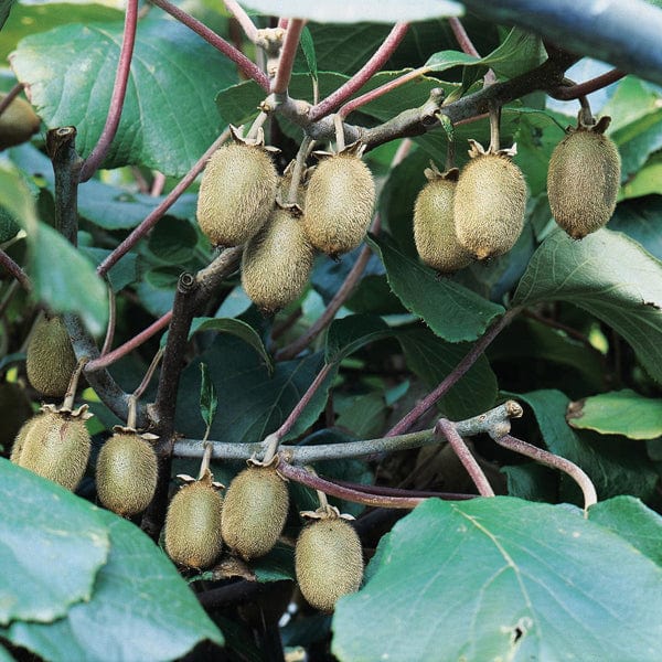 Kiwi Jenny Fruit Plant