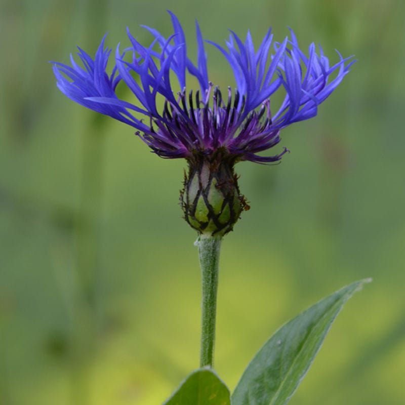 5 Young Plants Greater Knapweed Plants