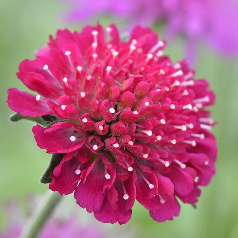 1 Potted 9cm Plant Knautia macedonica