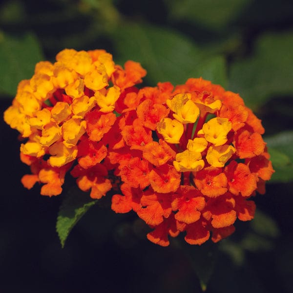 Lantana Calippo Orange Flower Plants