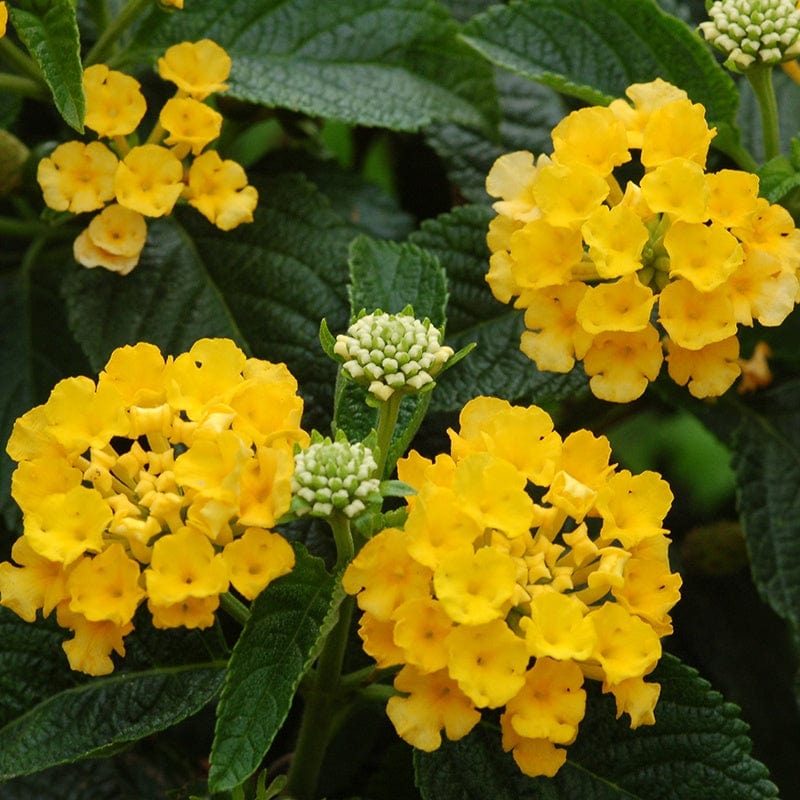 5 Young Plants Lantana Caliippo Yellow Flower Plants