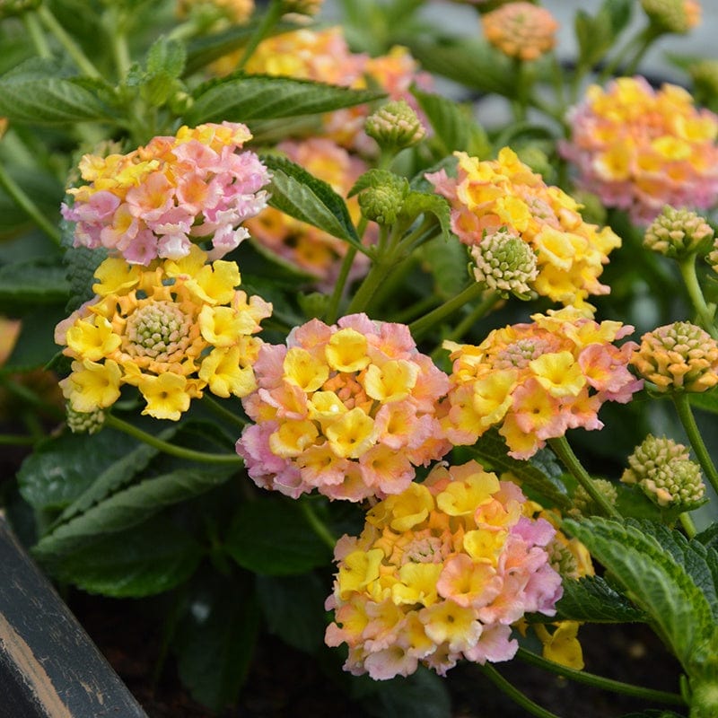 3 x 9cm Plants Lantana Calippo Vintage Flower Plants