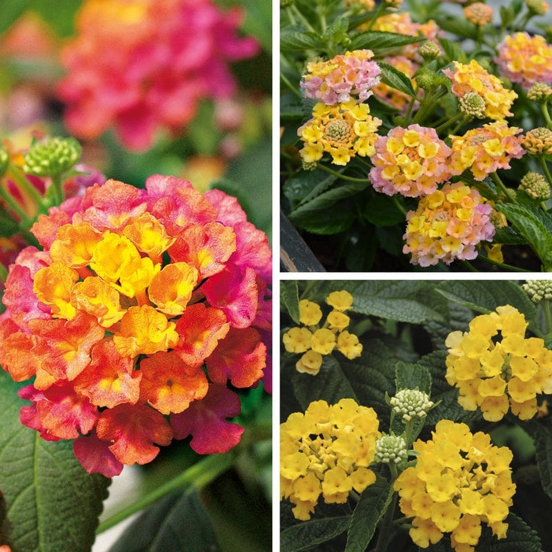 9 x 9cm Plants, 3 Of Each Lantana Calippo Flower Plant Collection