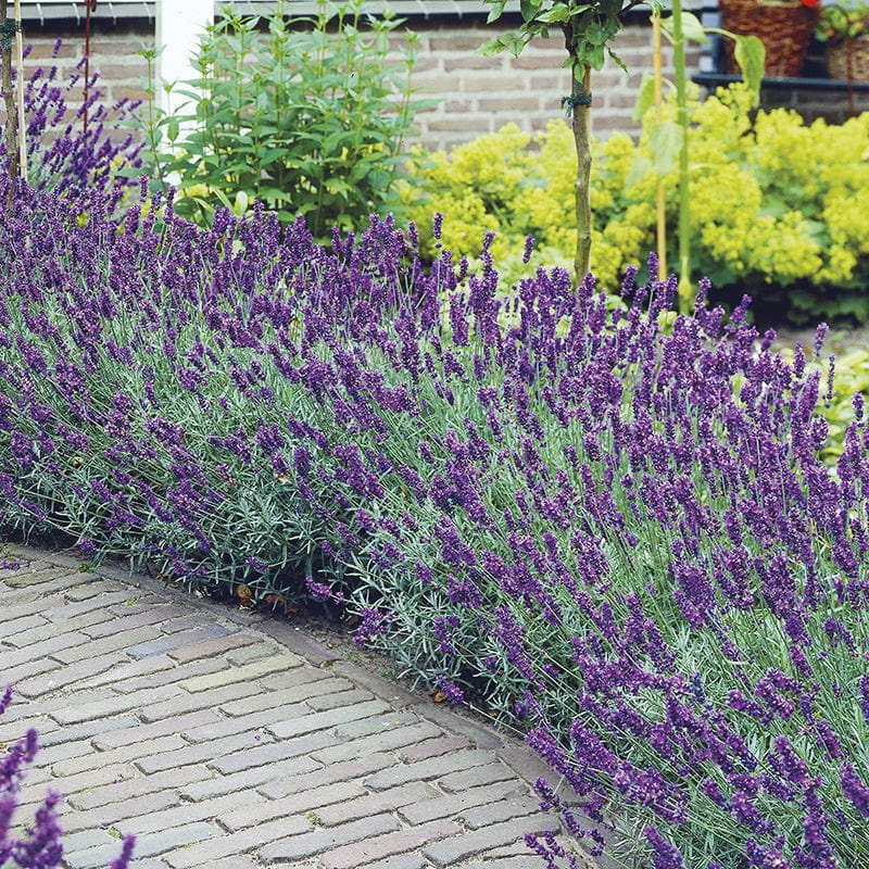 6 x 9cm Potted Plants Lavender angustifolia Hidcote Flower Plants