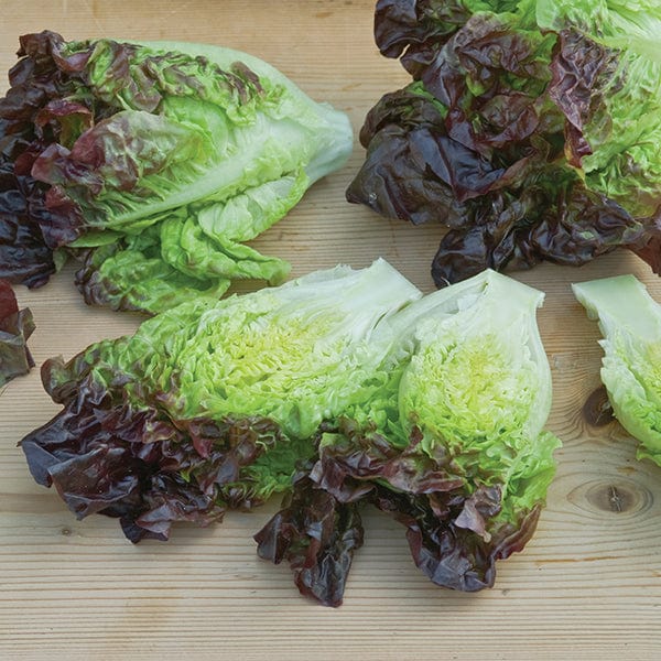 10 Plants LATE Lettuce Amaze Veg Plants