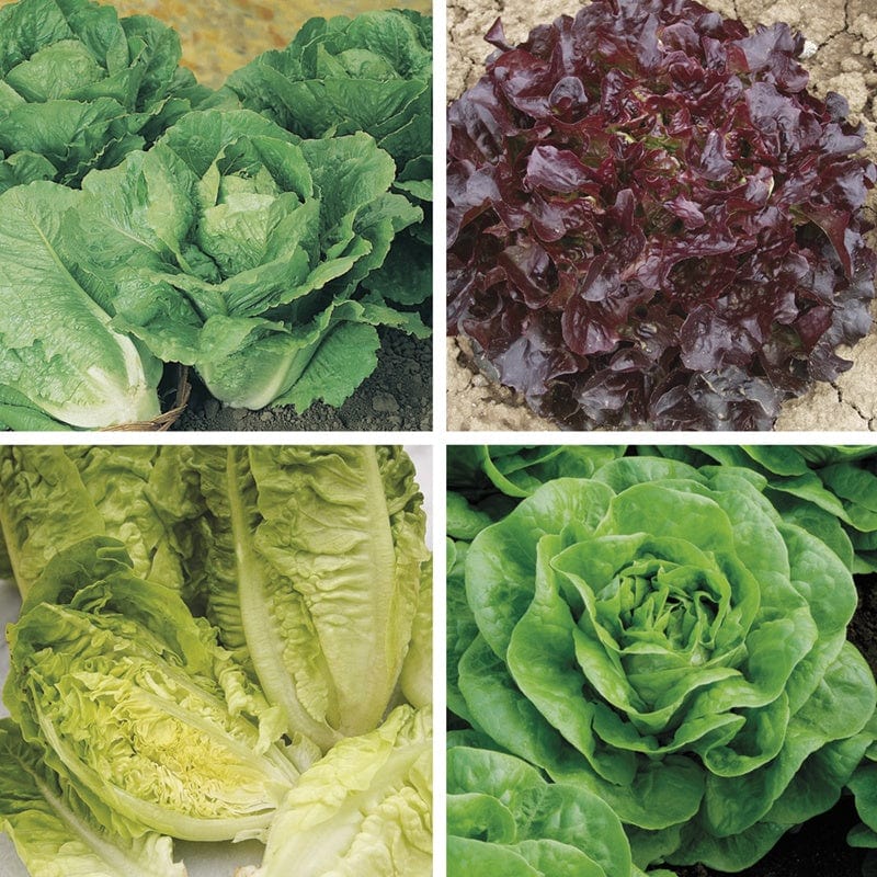 Winter Lettuce Plant Collection