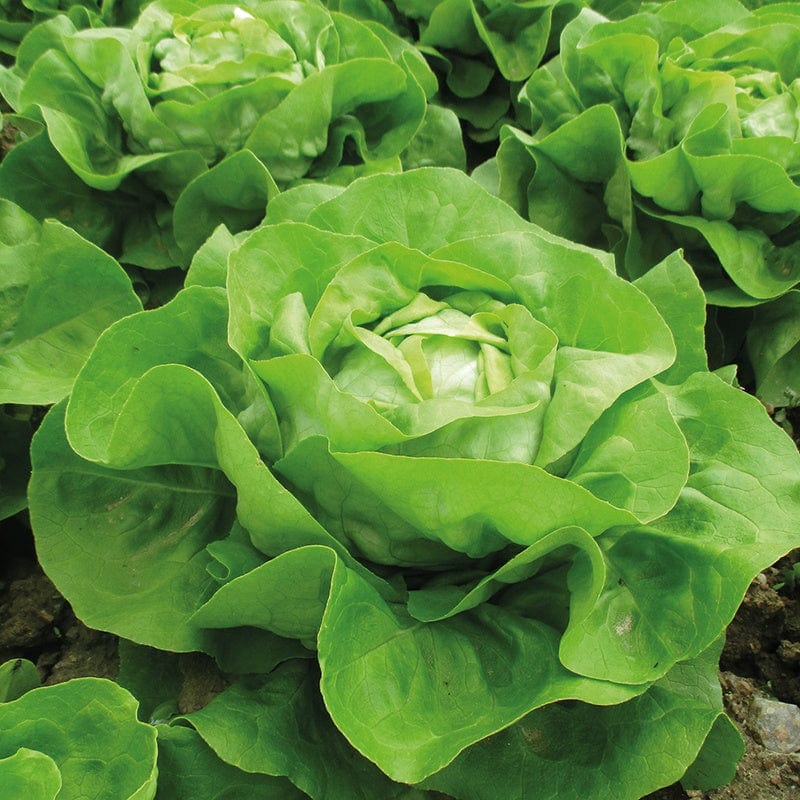 10 Plants (LATE) Lettuce Adelys Vegetable Plants