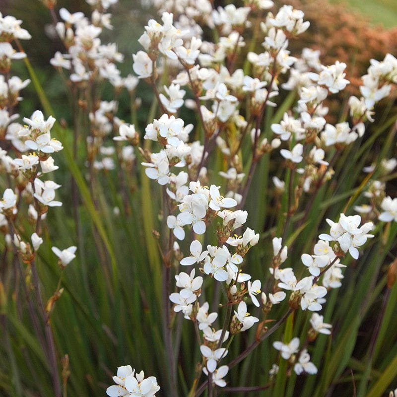 Libertia grandiflora Flower Plants