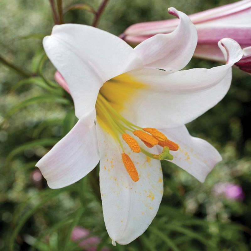 Lily Regale Flower Bulbs