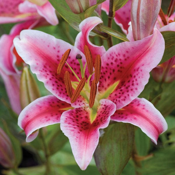 Lily Stargazer Flower Bulbs