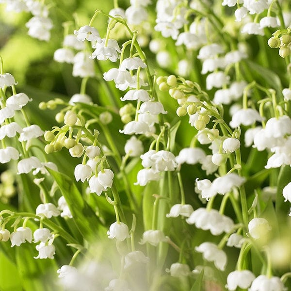 Convallaria majalis Flower Pips