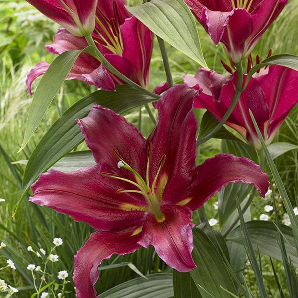 Mixed Scented Oriental Lilies