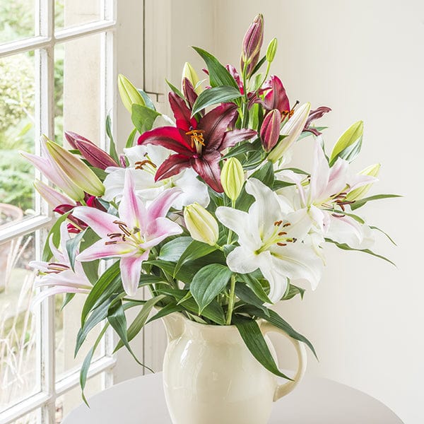 Mixed Scented Oriental Lilies