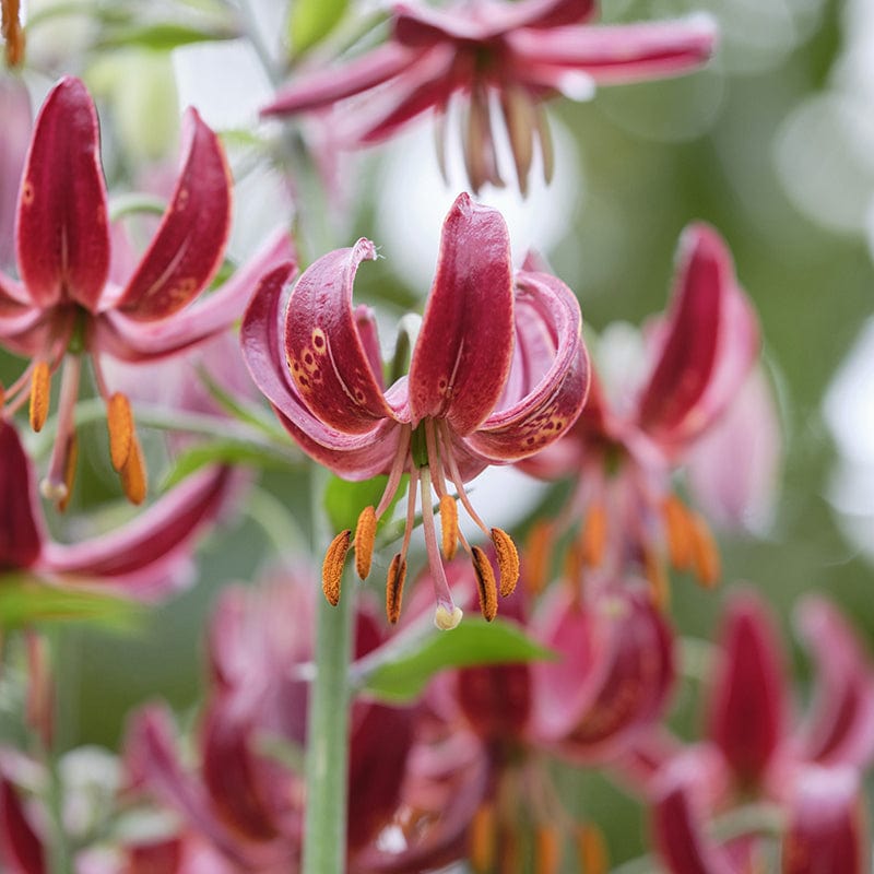 Lilium Claude Shride Flower Bulbs From Mr Fothergills Seeds and Plants