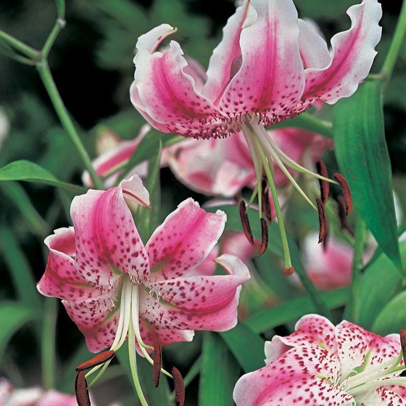 Lilium speciosum var. rubrum Flower Bulbs