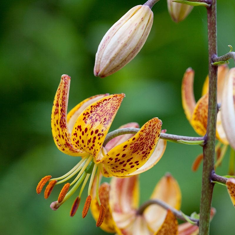 Lilum Sunny Morning Flower Bulbs