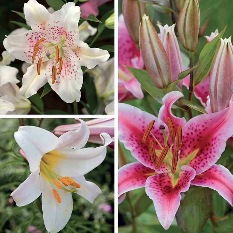Scented Lily Bulb Flower Collection