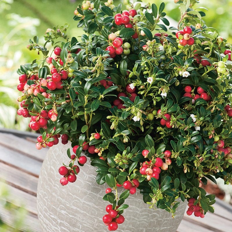 Lingonberry Fruit Plant