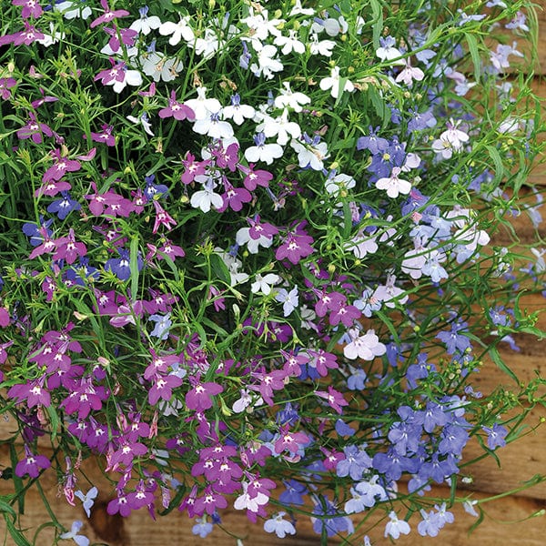 40 Standard Plug Plants Lobelia Wonderfall Mixed Flower Plants