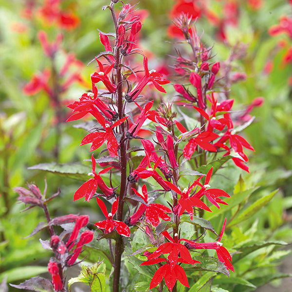 Lobelia Starship Deep Scarlet Flower Plants