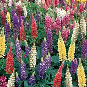 3 x 9cm Potted Plant Lupin Gallery Mixed Flower Plants