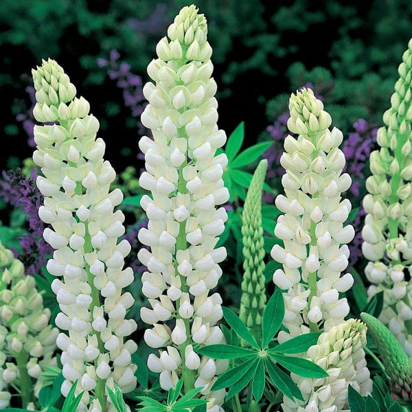 Lupin Noble Maiden Flower Plants