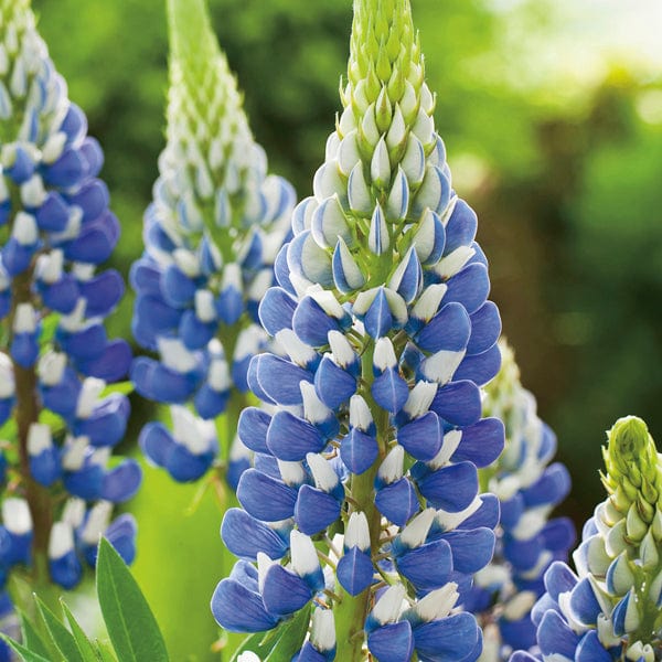 Lupin The Governor Flower Plants