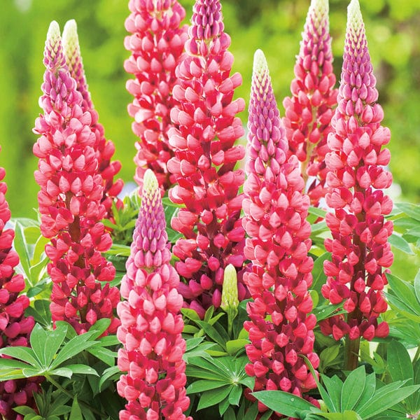 Lupin The Pages Flower Plants