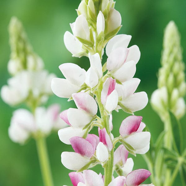 Lupin Pink Fairy Flower Plants