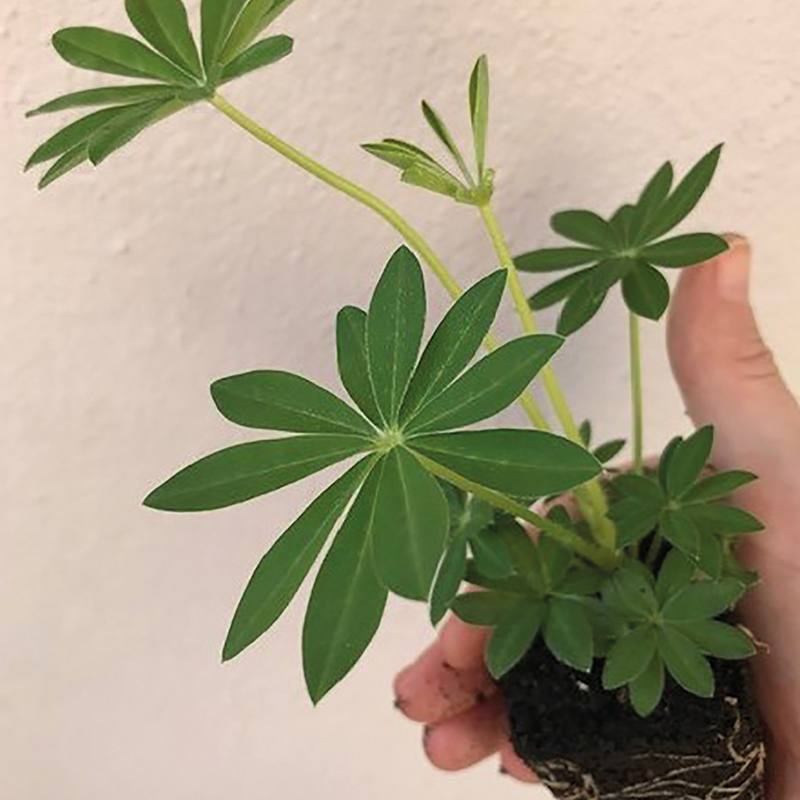 Lupin Gallery Mixed Flower Plants