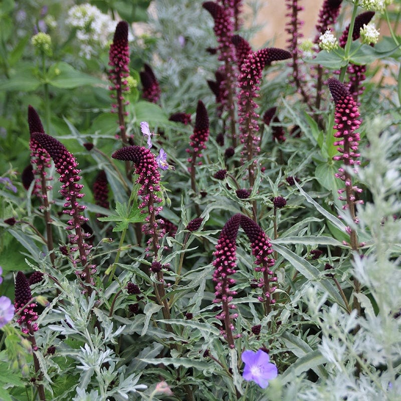 1 Potted 9cm Plant Lysimachia Beaujolais Flower Plants