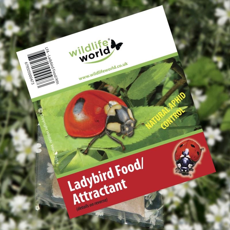 Ladybird Attractant